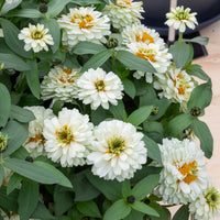 Zinnia Double Blanc - Bakker