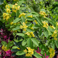 Daphne Royal Crown - Daphne gemmata Royal Crown - Bakker