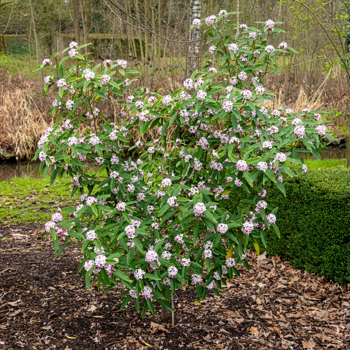 Daphne odora Perfum Princess White - Daphne Perfum Princess White - Arbustes fleuris