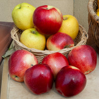 Pommier Gloster - Malus domestica Gloster - Bakker