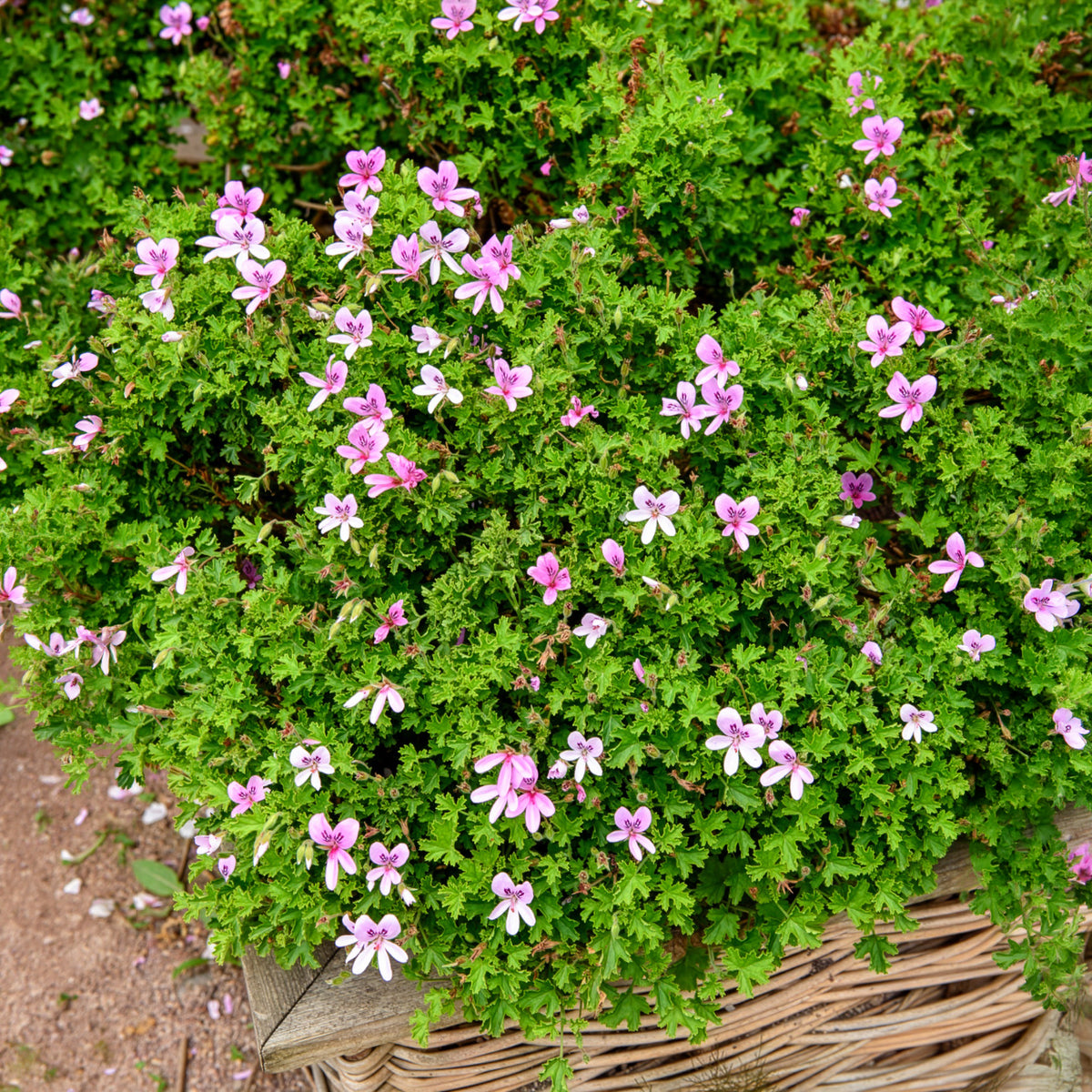 Géranium odorant - Bakker