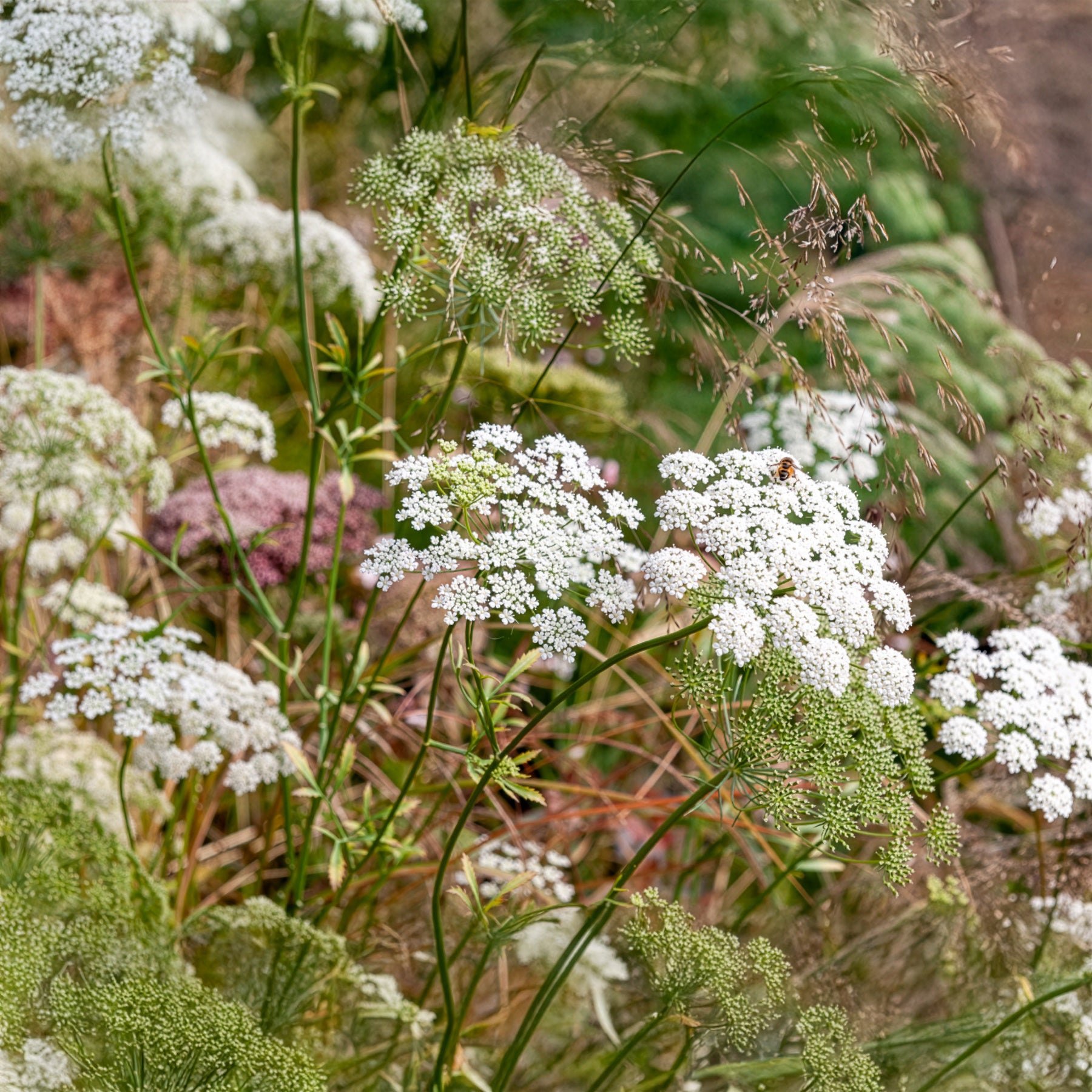 Ammi majus - Ammi élevé - Graines de fleurs