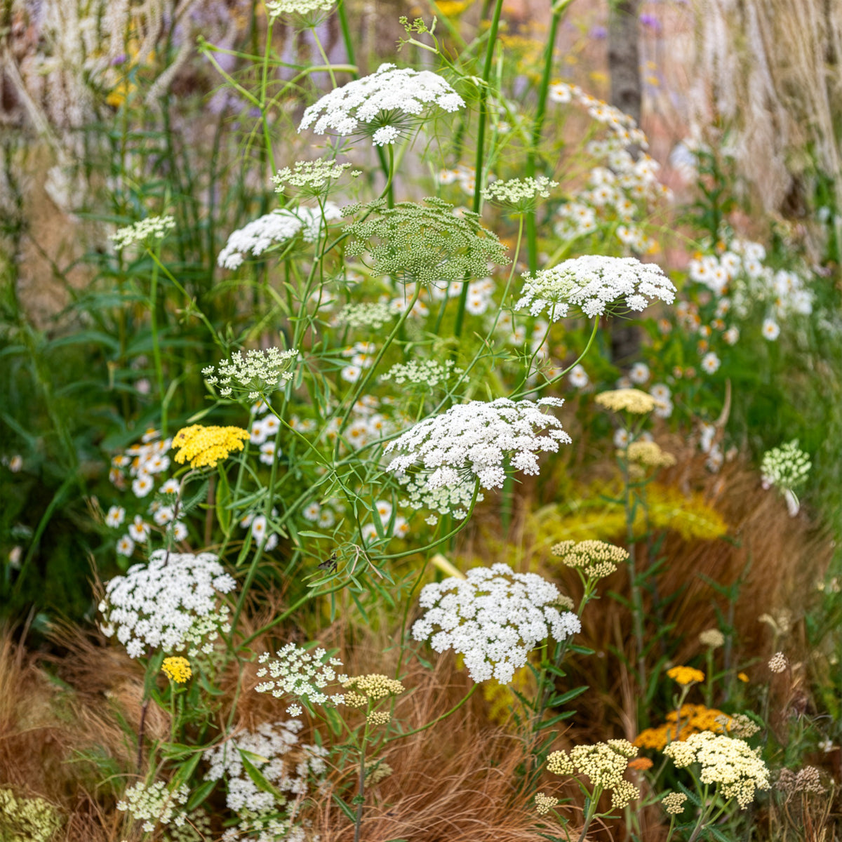 Ammi élevé - Ammi majus - Bakker