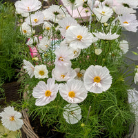 Cosmos bipinnatus Cupcakes White - Cosmos Cupcakes White - Graines de fleurs annuelles