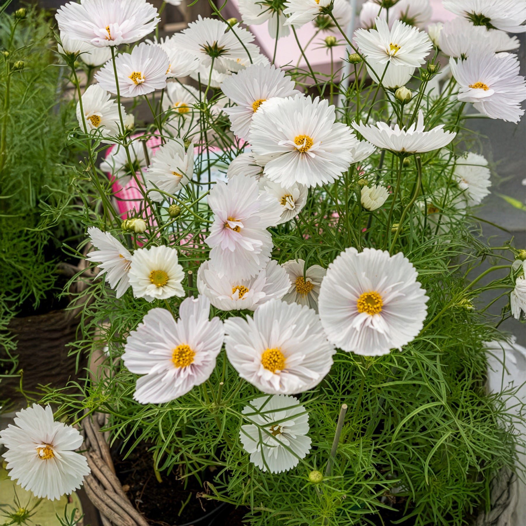 Cosmos bipinnatus Cupcakes White - Cosmos Cupcakes White - Graines de fleurs annuelles