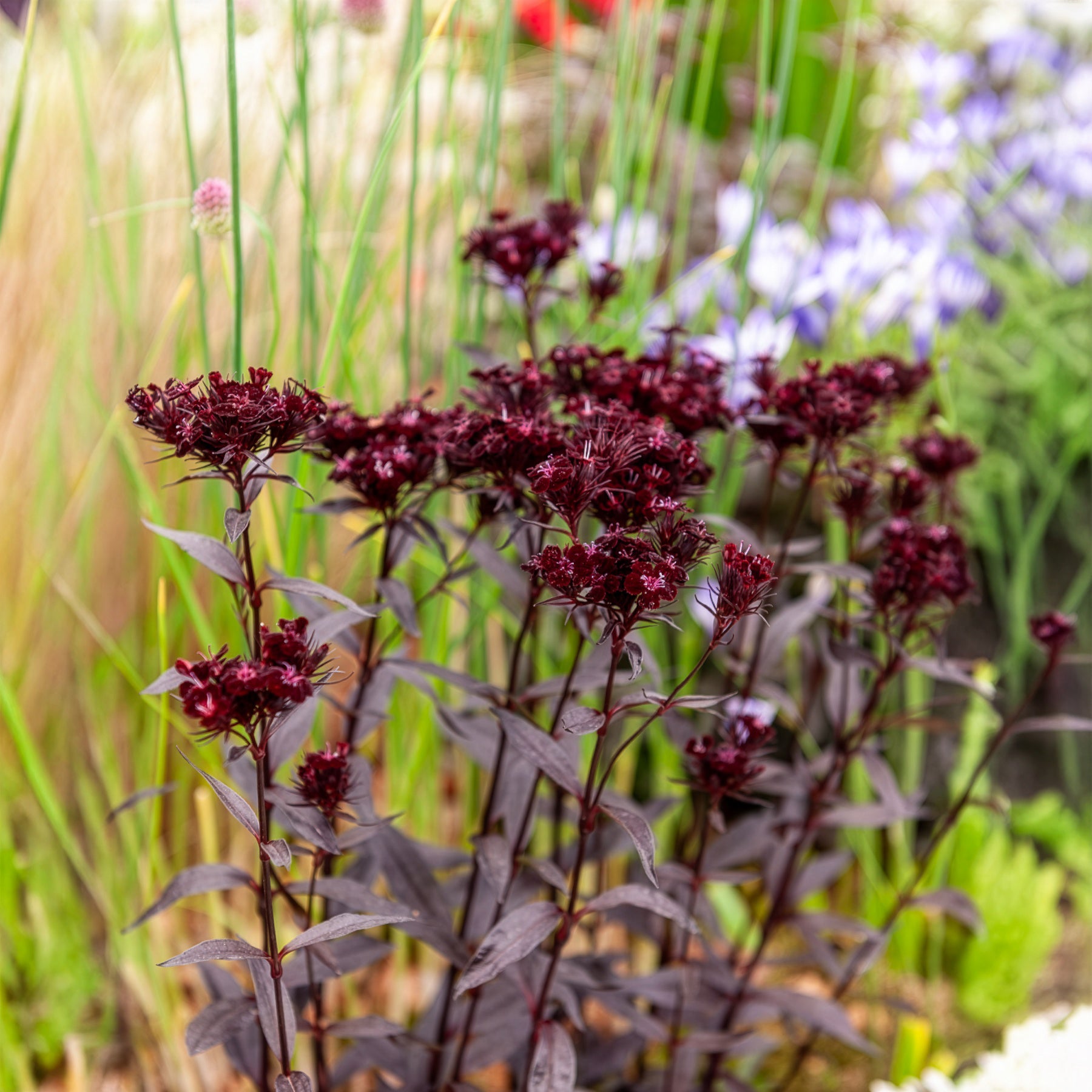 Oeillet de poète Sooty - Dianthus barbatus Sooty - Bakker