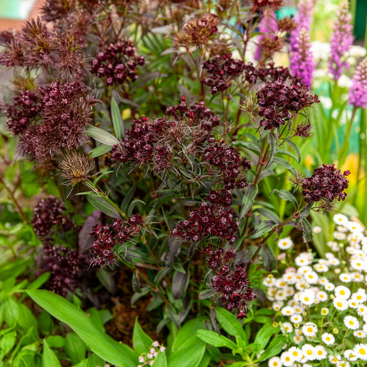 Oeillet de poète Sooty - Bakker