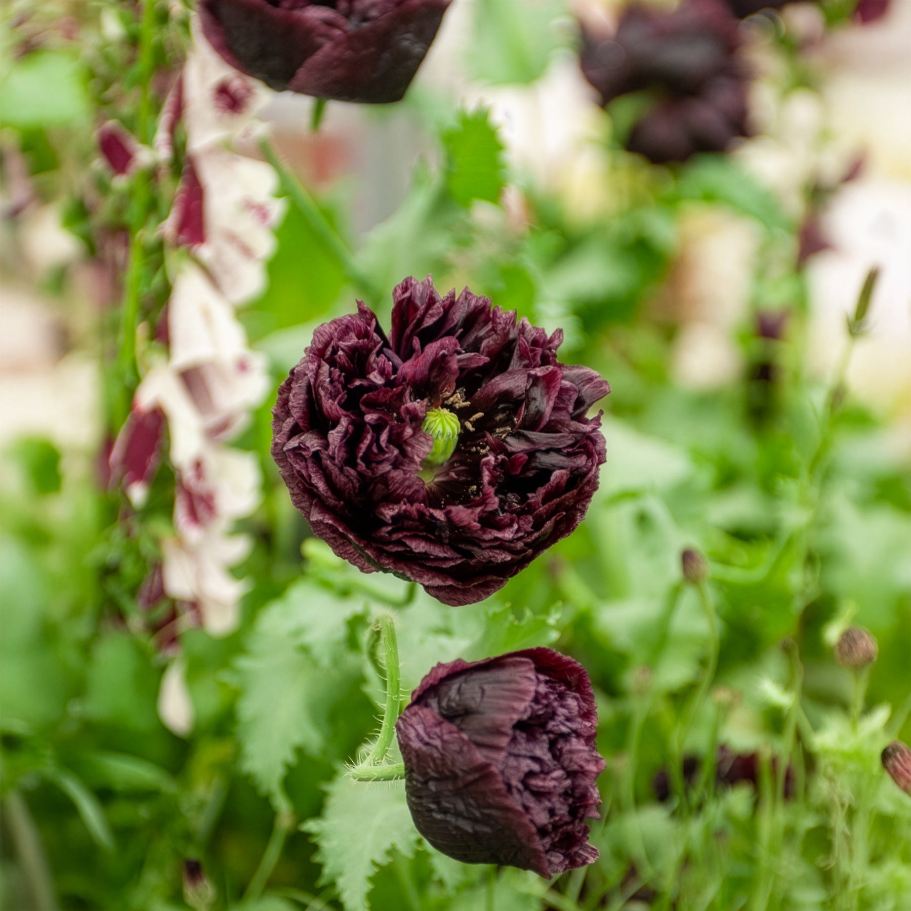 Pavot annuel Black Peony - Bakker