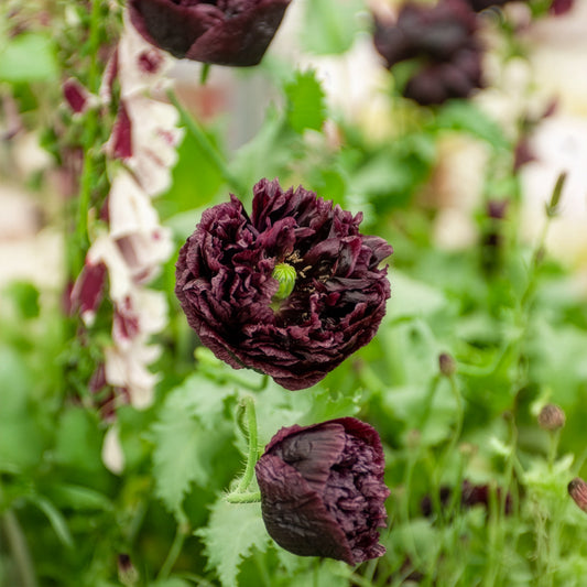 Pavot annuel Black Peony - Bakker