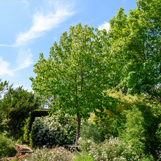 Arbre aux mouchoirs - Bakker