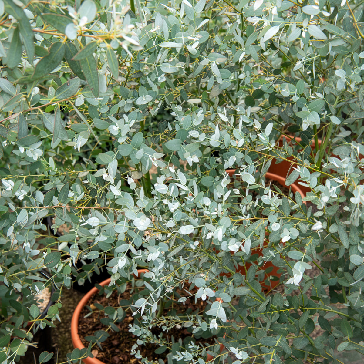 Eucalyptus Silverana - Eucalyptus gunnii Silverana - Bakker