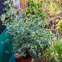 Eucalyptus Silverana - Bakker