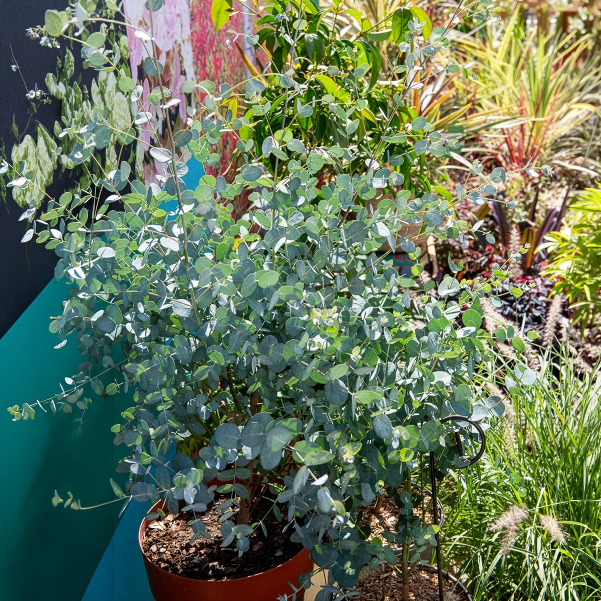 Eucalyptus Silverana - Bakker