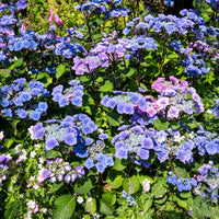Hortensia Zorro Bleu - Hydrangea Zorro - Bakker