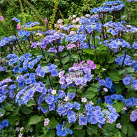 Hortensia Zorro Bleu - Bakker