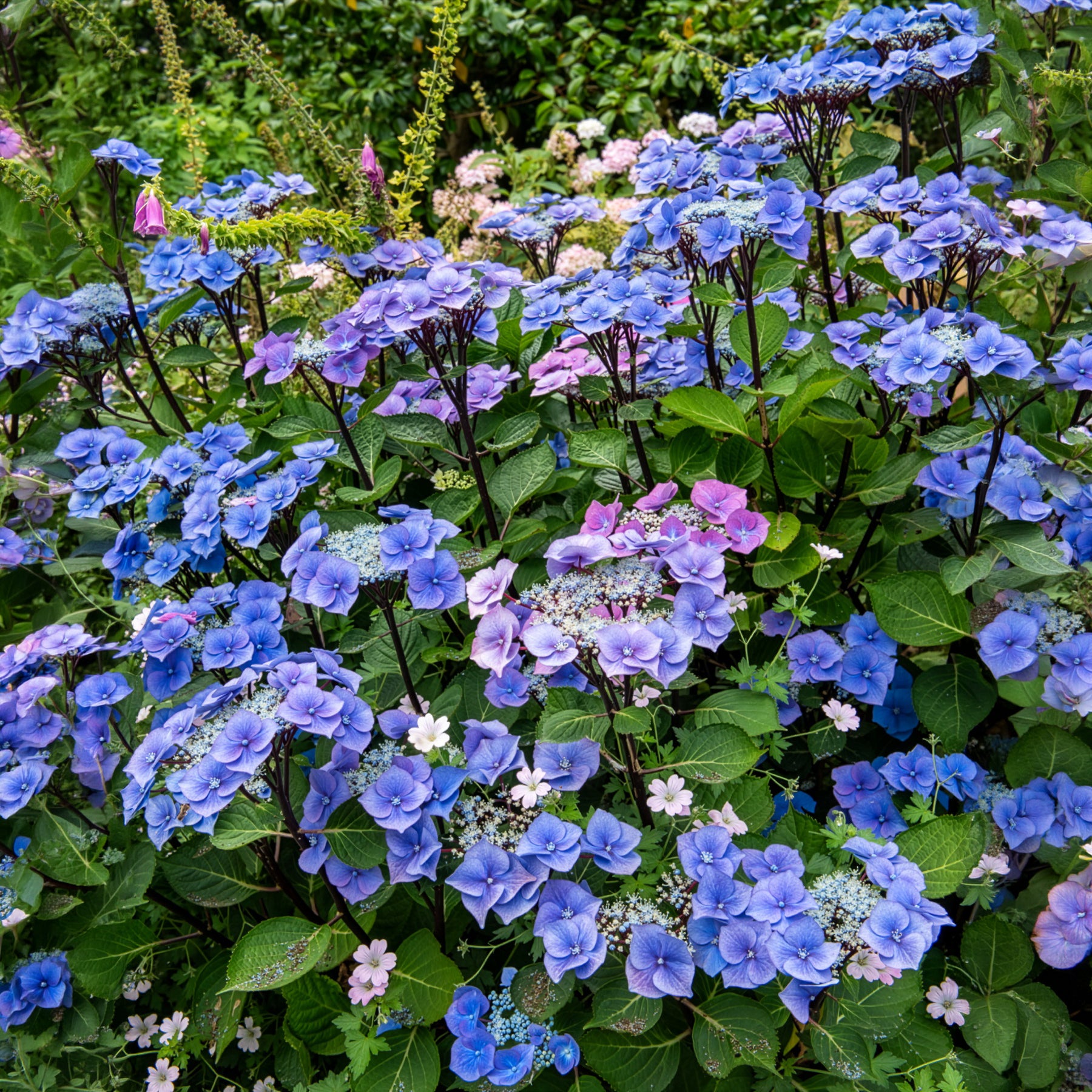Hortensia Zorro Bleu - Bakker