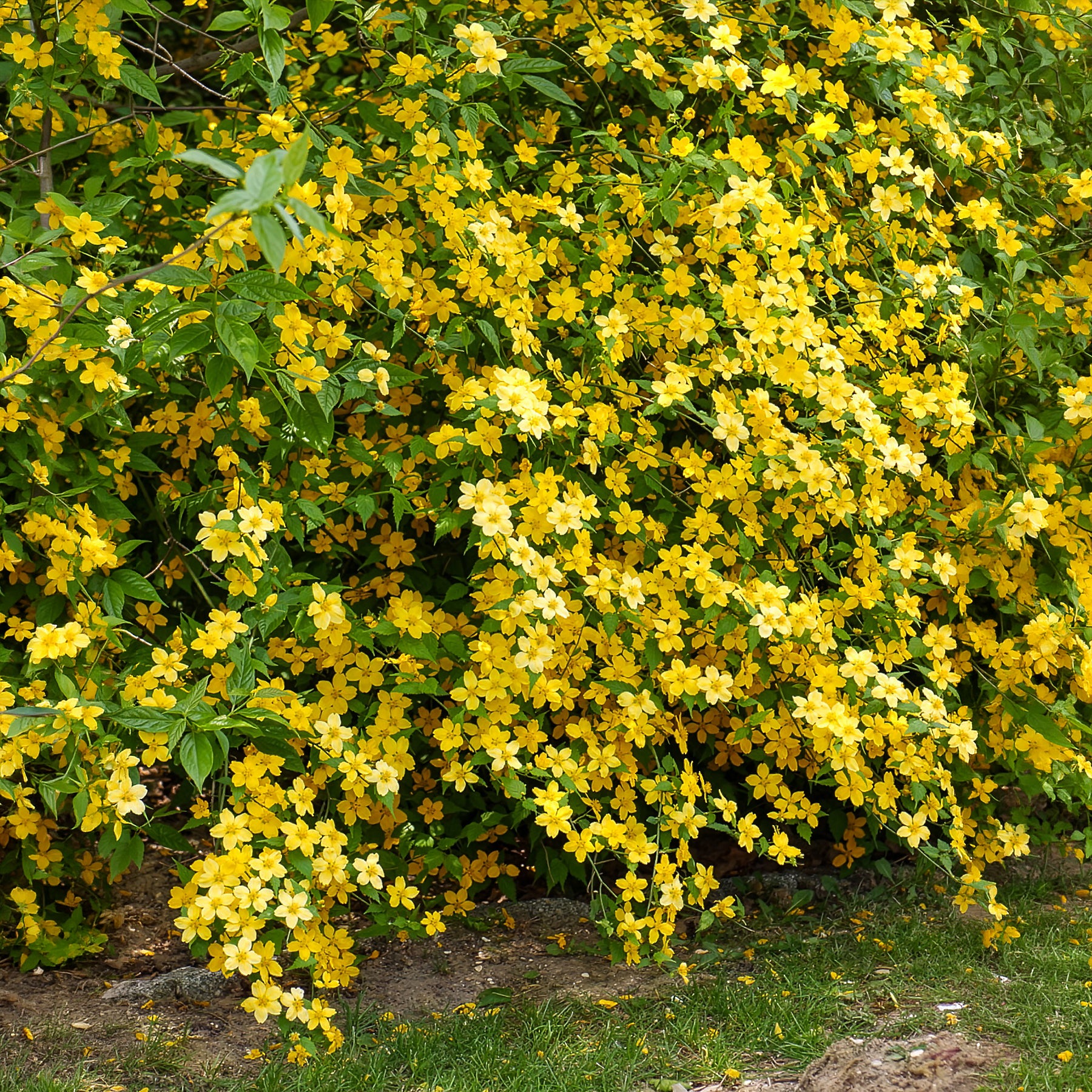 Arbustes fleuris - Corête du Japon Golden Guinea - Kerria japonica Golden Guinea