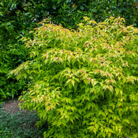 Leycesteria formosa Golden Lanterns - Arbre aux faisans Golden Lanterns - Arbustes fleuris