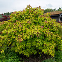 Arbre aux faisans Golden Lanterns