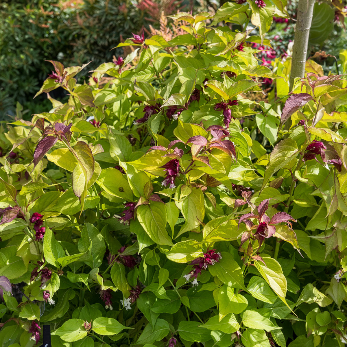 Arbre aux faisans Golden Lanterns - Leycesteria formosa Golden Lanterns - Bakker