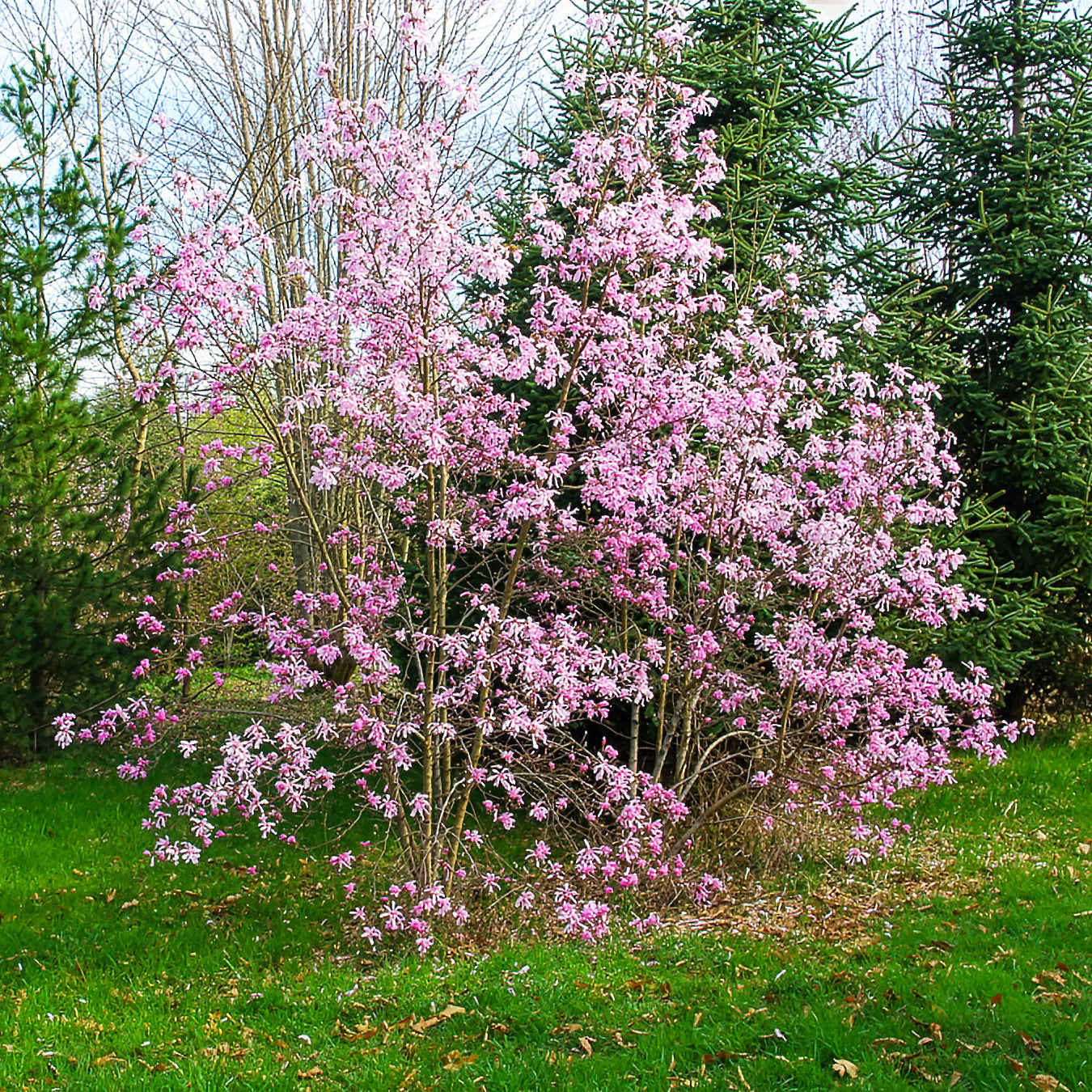 Magnolia Leonard Messel - Bakker
