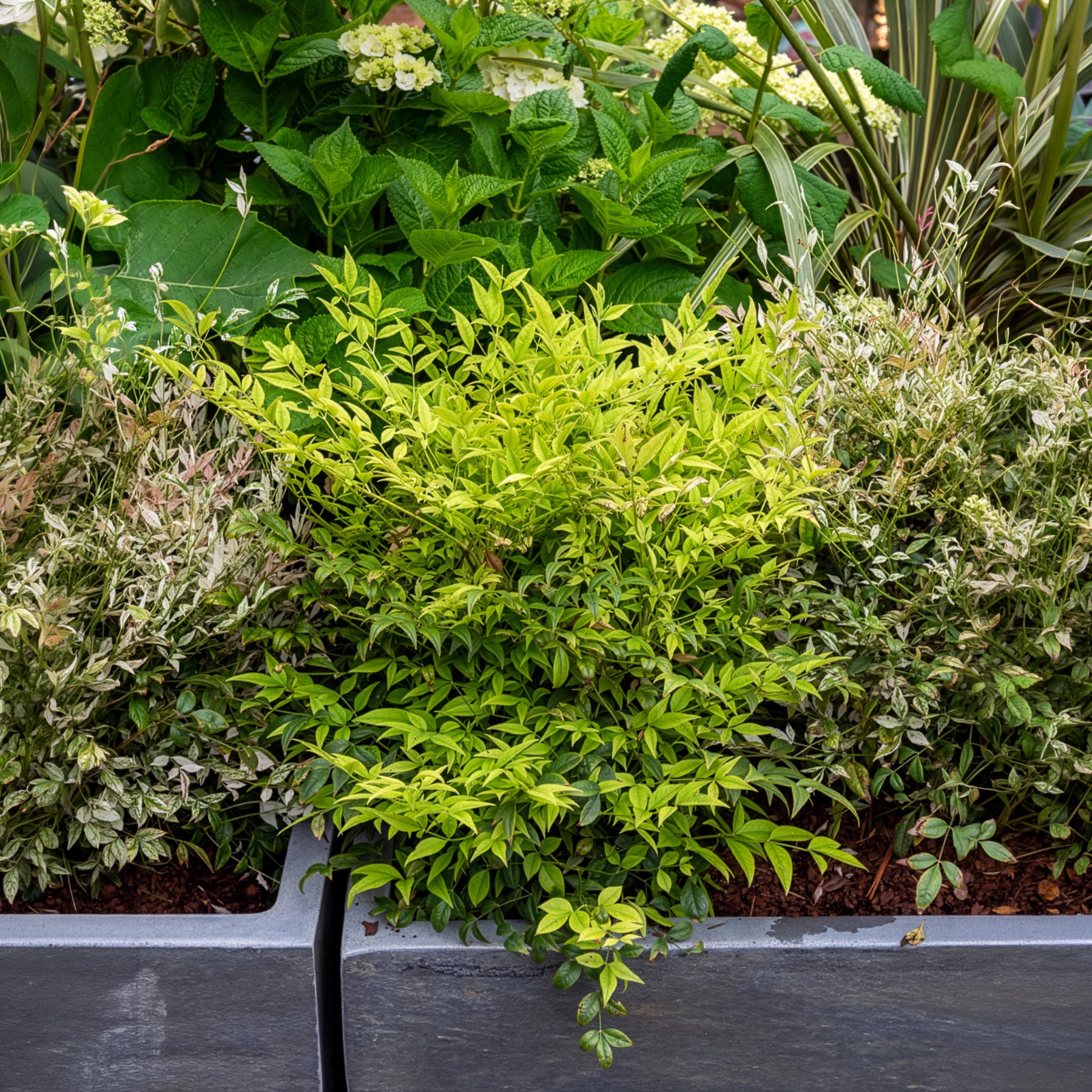Plantes à feuillage persistant - Bambou sacré Magical Lemon Lime - Nandina domestica Magical Lemon Lime Tc
