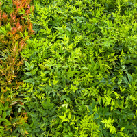 Nandina domestica Magical Lemon Lime Tc - Bambou sacré Magical Lemon Lime - Plantes à feuillage persistant