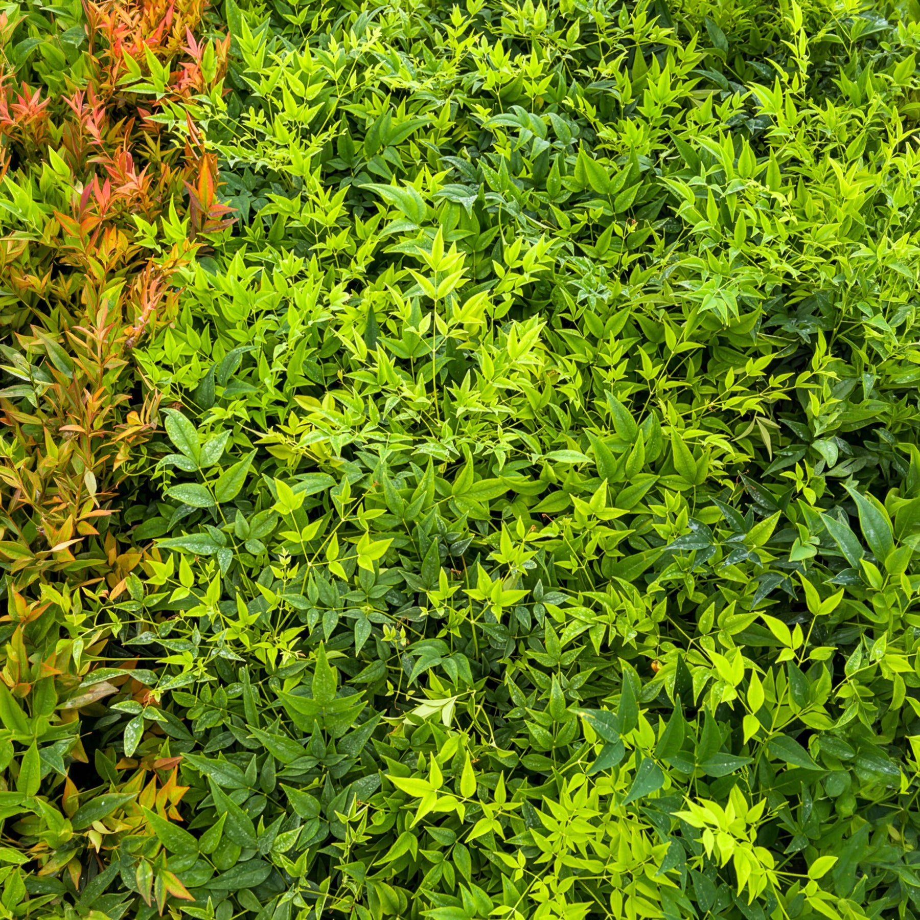 Nandina domestica Magical Lemon Lime Tc - Bambou sacré Magical Lemon Lime - Plantes à feuillage persistant