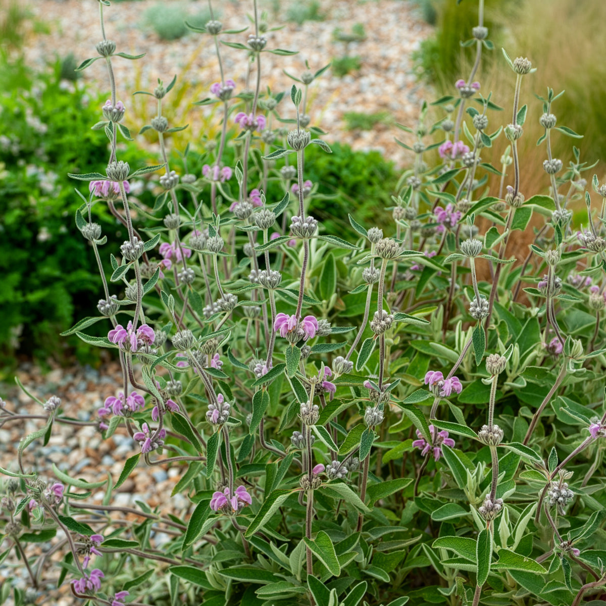 Sauge de Jérusalem pourpre - Phlomis purpurea - Bakker