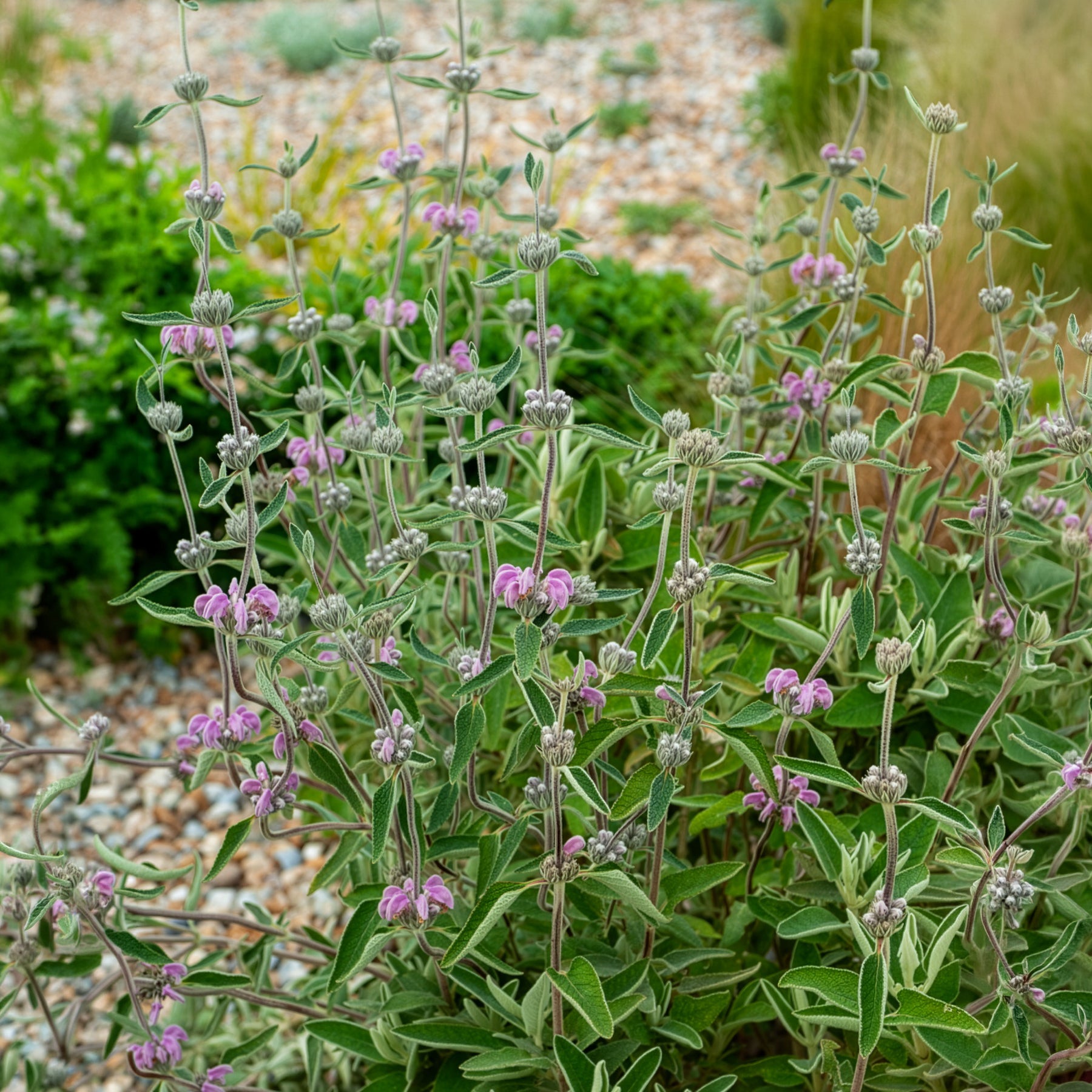Sauge de Jérusalem pourpre - Phlomis purpurea - Bakker