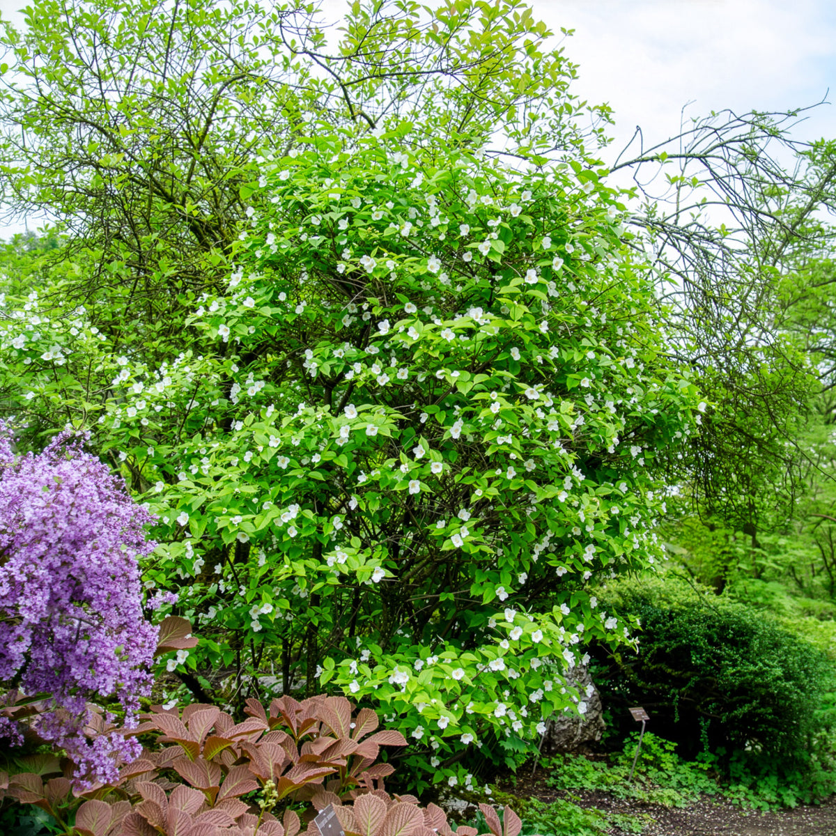 Rhodotypos - Rhodotypos scandens - Bakker