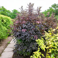 Sureau noir Black Beauty - Sambucus nigra Black Beauty - Bakker