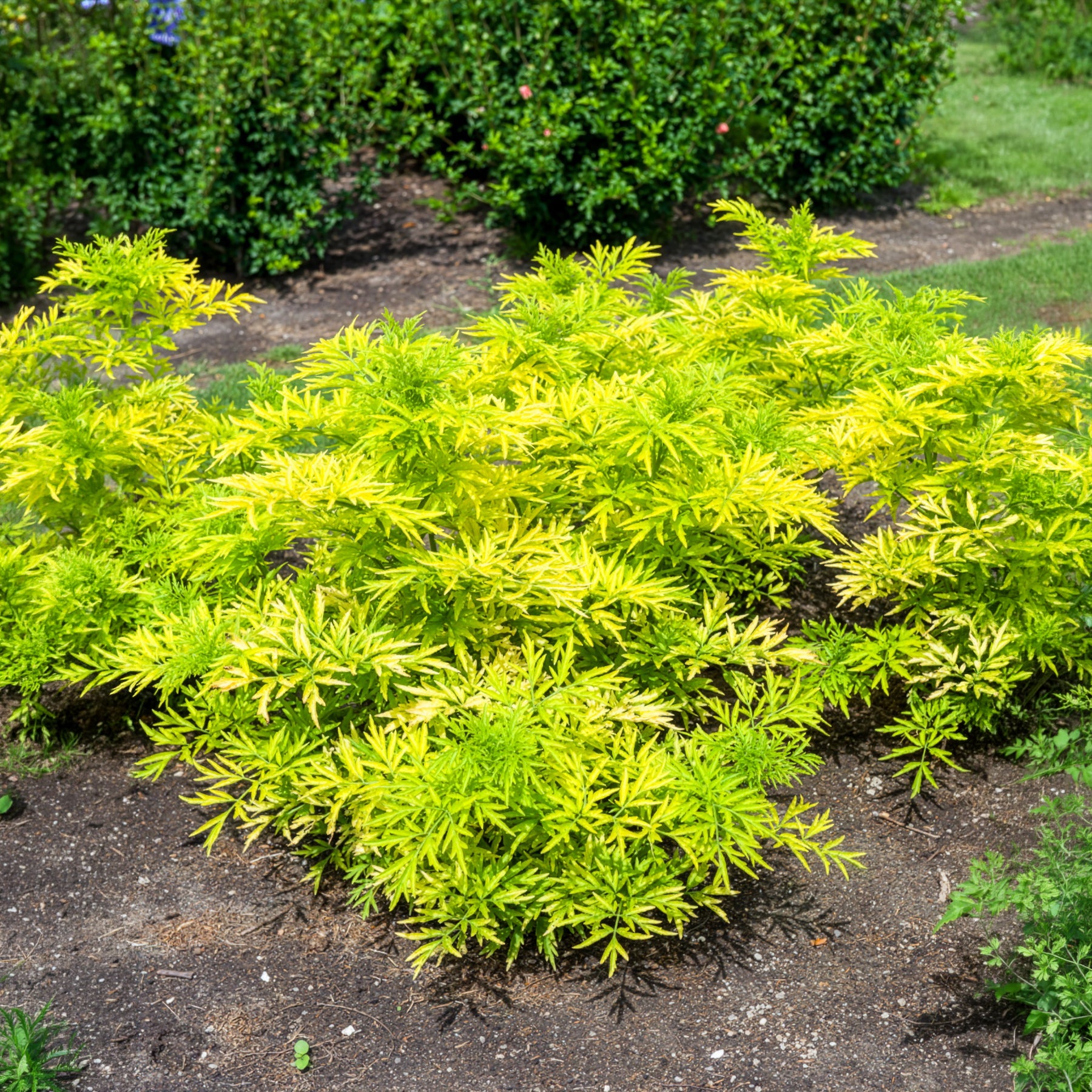 Sureau noir Golden Tower - Sambucus nigra Golden Tower - Bakker