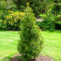 Pin - Pin parasol du Japon - Sciadopitys verticillata