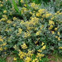Séneçon Sunshine - Senecio greyi Sunshine - Bakker