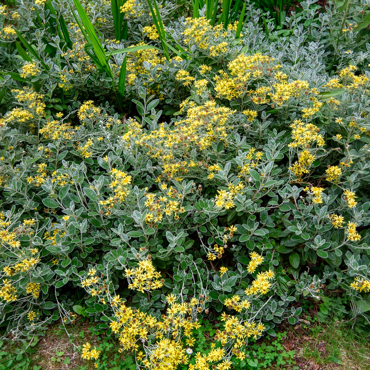 Séneçon Sunshine - Senecio greyi Sunshine - Bakker