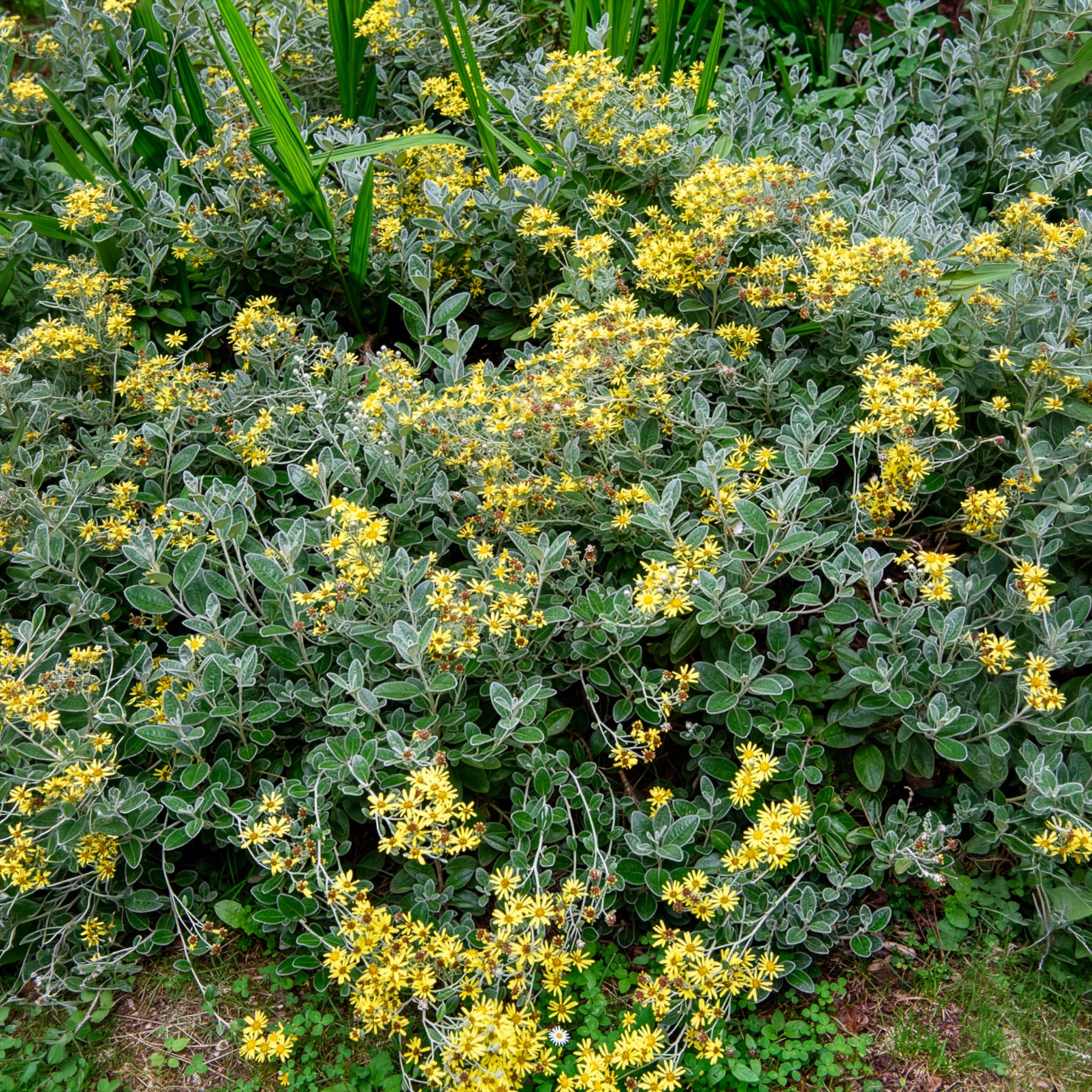 Séneçon Sunshine - Senecio greyi Sunshine - Bakker
