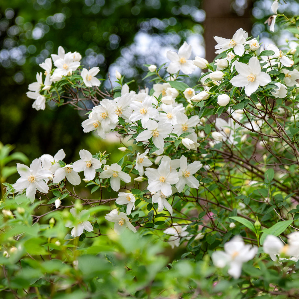 Philadelphus Silberregen - Seringat Silberregen - Philadelphus - Seringat