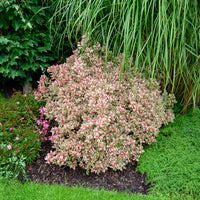 Weigela florida Monet - Weigélia Monet - Arbustes fleuris
