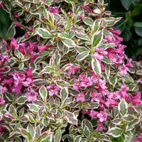 Weigélia Monet - Weigela florida Monet - Bakker