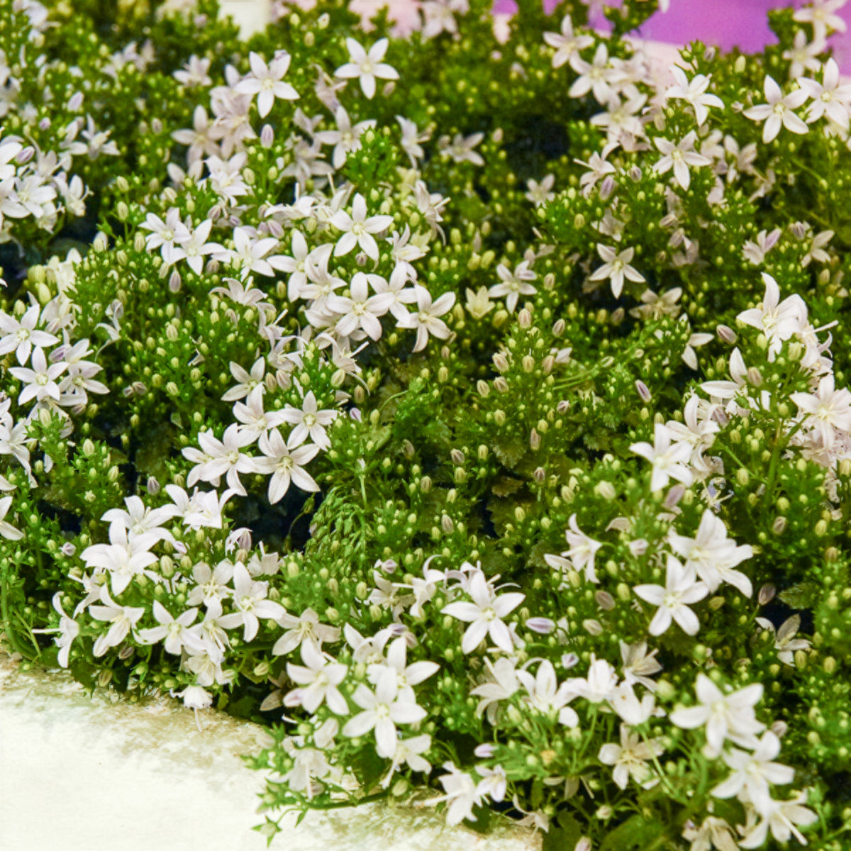 Campanule portens blanc - Campanula portenschlagiana - Bakker