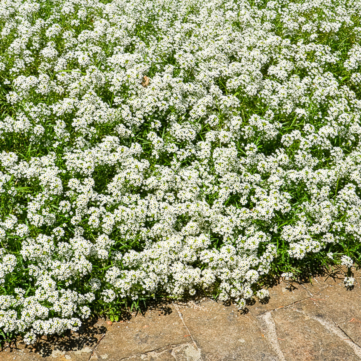 Alysse odorant - Lobularia maritima - Bakker
