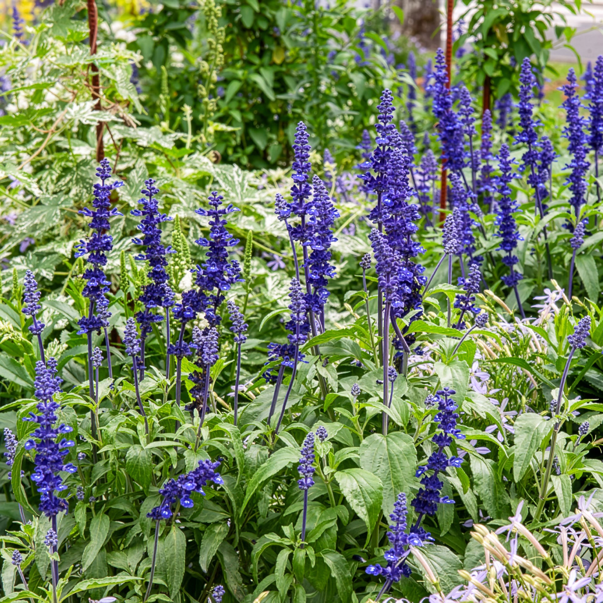 Sauge farineuse - Salvia farinacea - Bakker