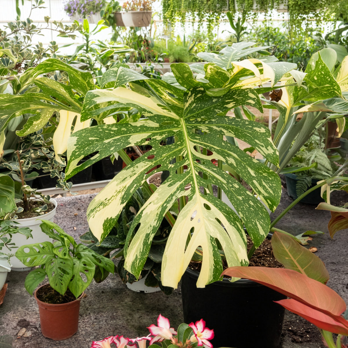 Monstera Thai Constellation