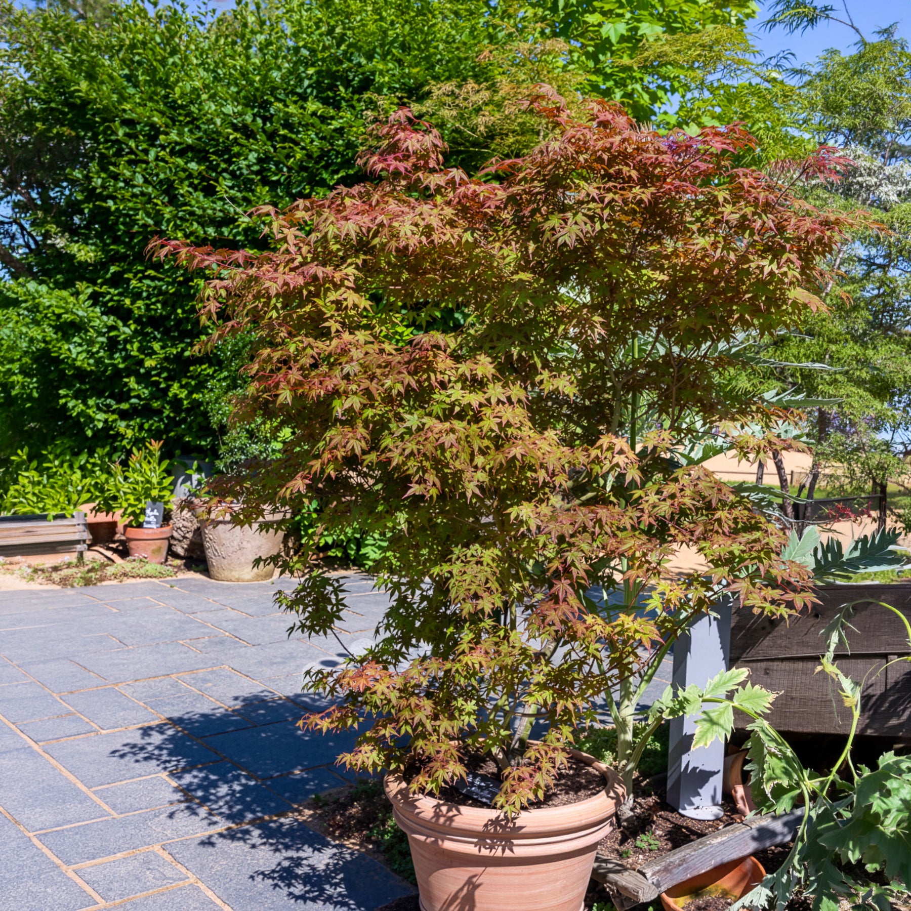 Érable du Japon Deshojo - Acer palmatum Deshojo - Bakker