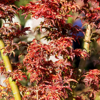 Vente Érable du Japon Shishigashira - Acer palmatum Shishigashira