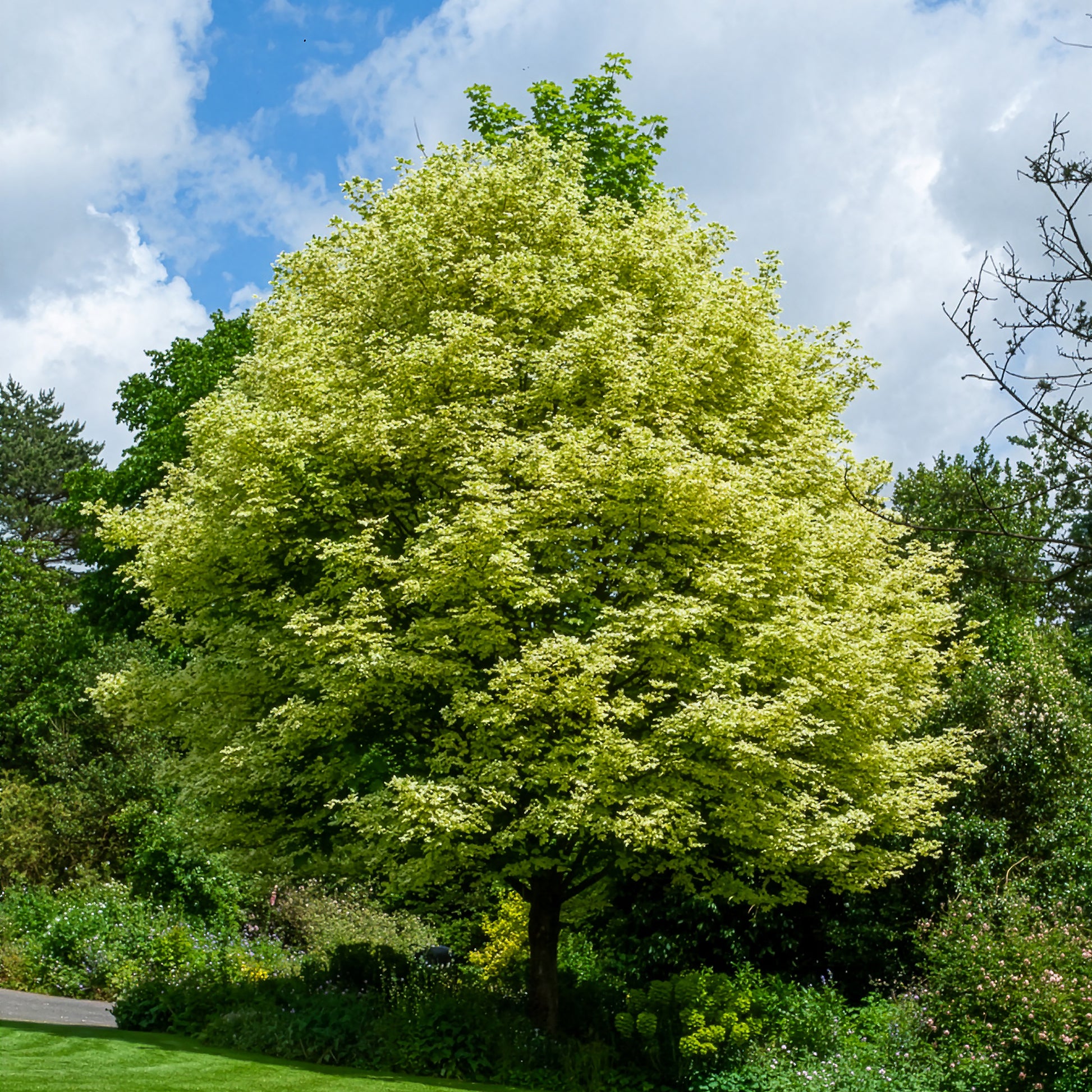 Acer platanoides Drummondii - Érable plane panaché Drummondii - Érable