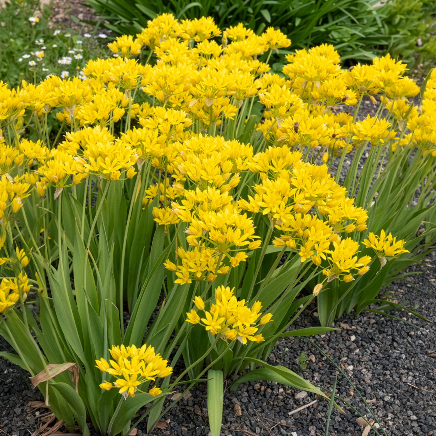 Allium doré -  - Bakker
