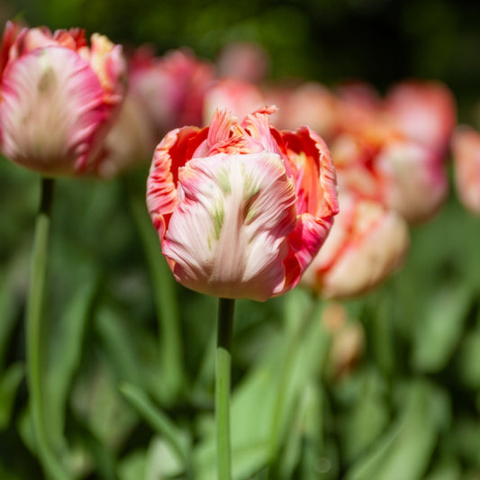 Tulipe Apricot Parrot - Bakker