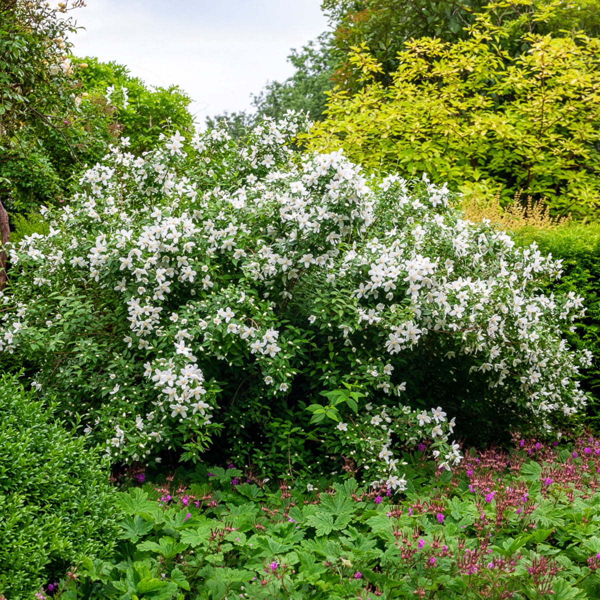 Seringat Silberregen - Philadelphus Silberregen - Bakker